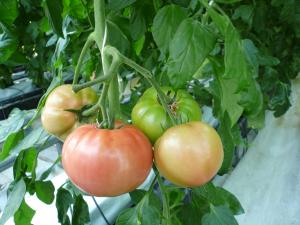 収穫前トマトの実