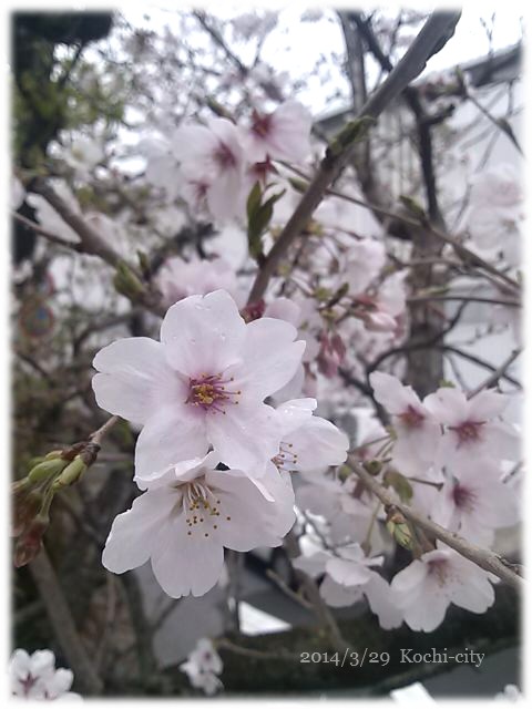 桜満開♪