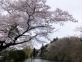 長沼の桜