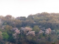 山桜の山
