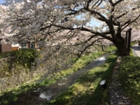 桜 (3)