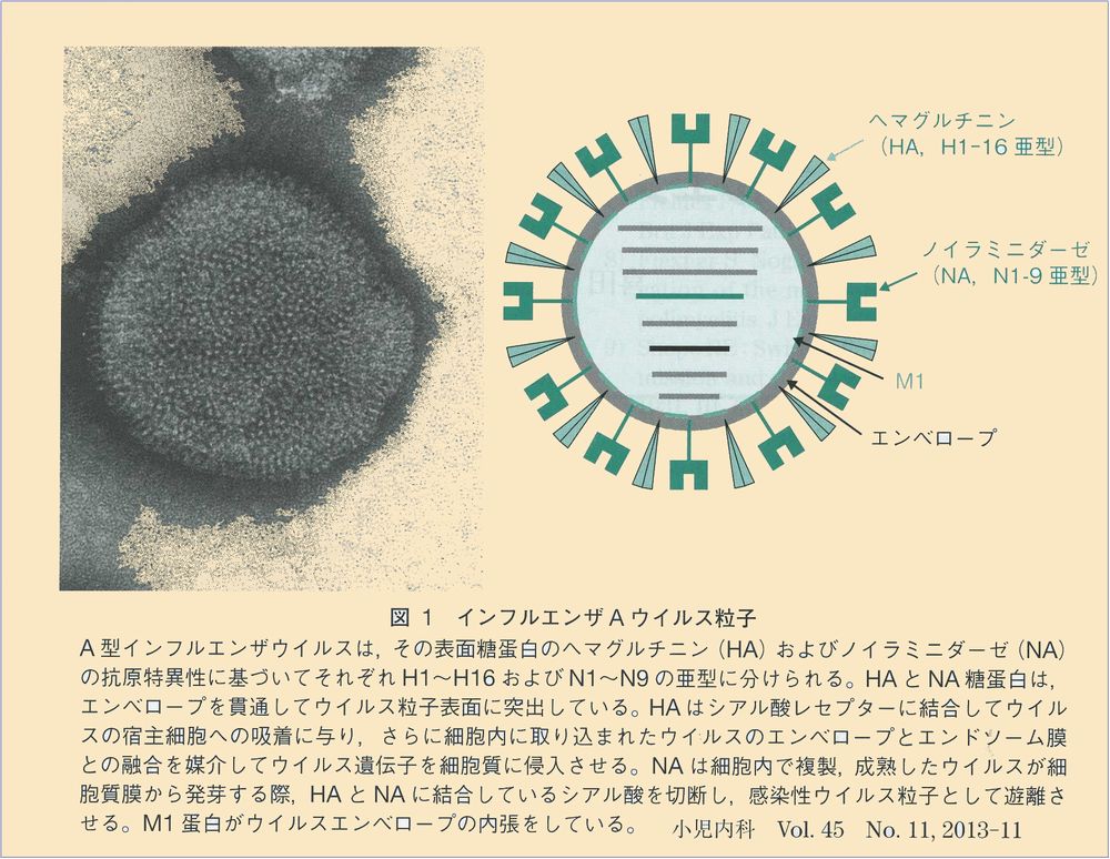 infvirus.jpg
