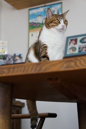 テーブルの上の猫