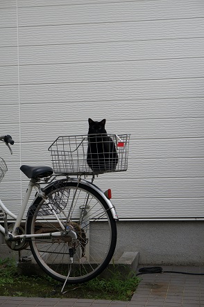 黒猫付きの自転車