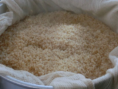 製麹-玄米-3