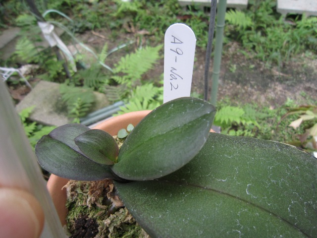 Phalaenopsis　A9-№２