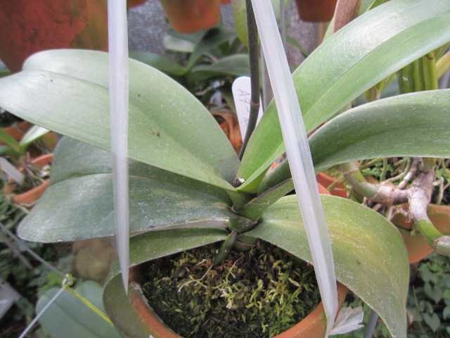 Phalaenopsis　A9-№１