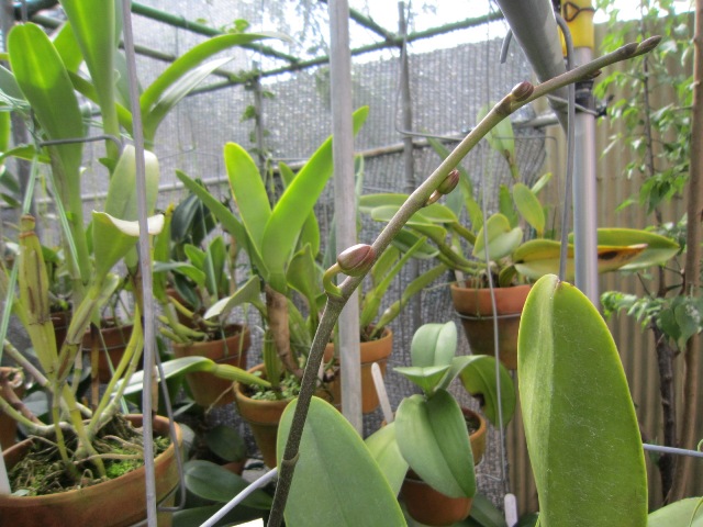 Phalaenopsis　A9-№２