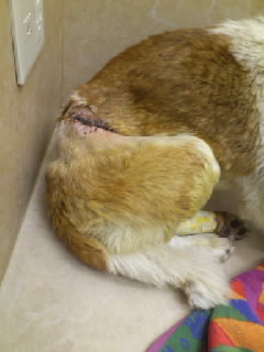 退院時の下松市ワイヤー犬の写真です。2