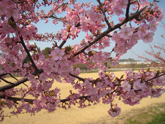 湊川河畔の河津桜