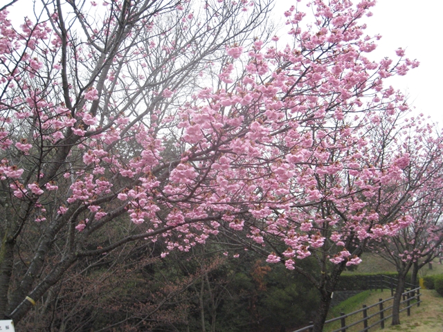 さぬき空港公園の陽光桜
