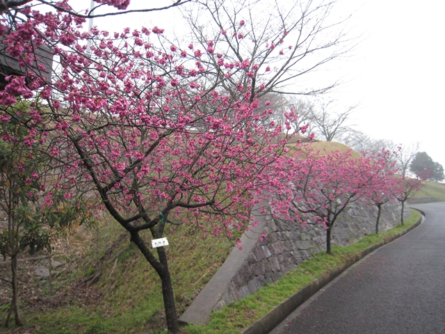 さぬき空港公園の寒緋桜