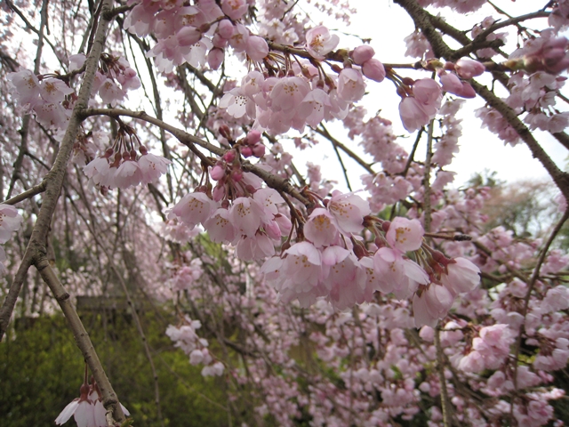 堀池のしだれ桜