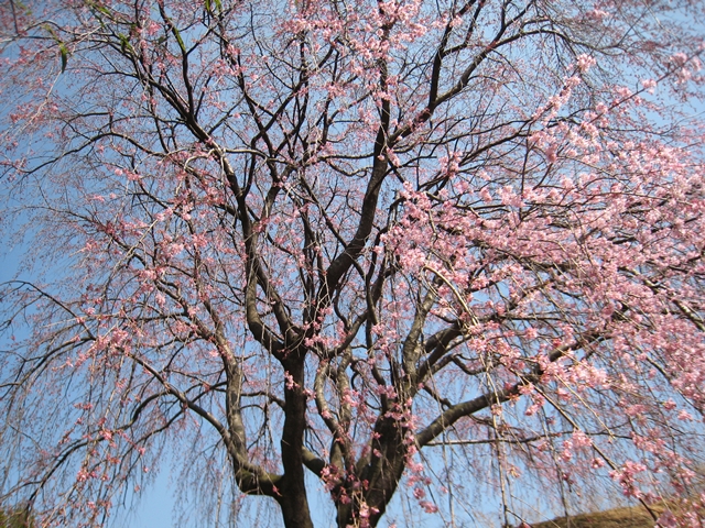 園芸総合センターのしだれ桜