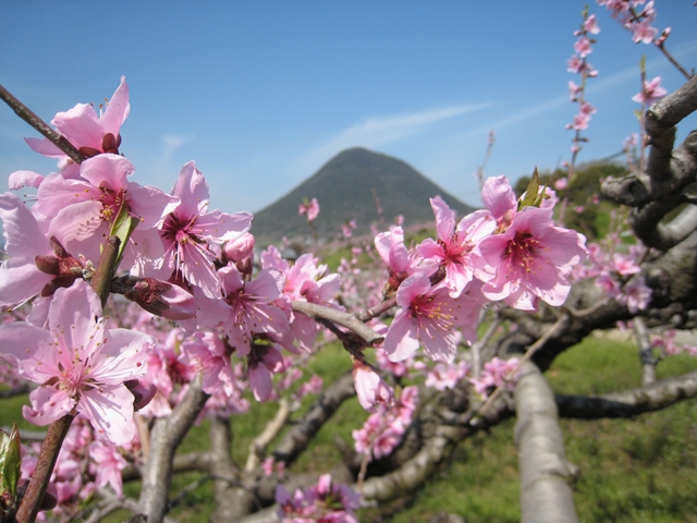 飯山の桃花