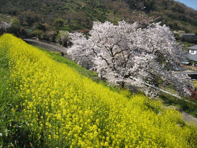 大屋富町松ヶ浦池堤の桜