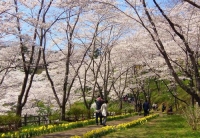 桜２０１４船岡城跡公園５遊歩道