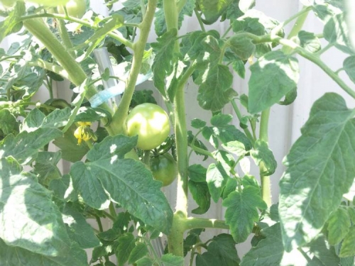 静岡県東部の借家一軒家の庭のプチトマトも大きくなりはじめた写真