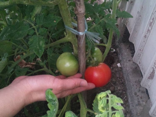 庭になったミニトマトを嫁が初収獲した写真