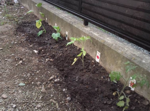 裏庭にホームセンターで購入した野菜の苗を植えた写真