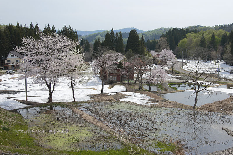里山と桜 2