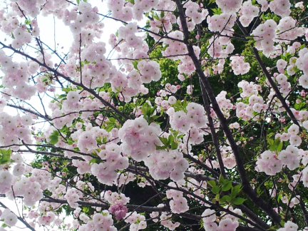 S20130405 広尾の八重桜