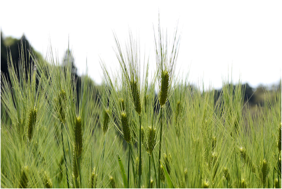 大麦 と 小麦 の 違い
