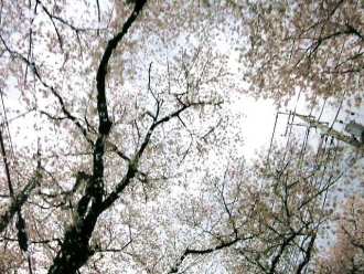 14-4-6　桜↓