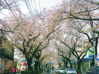 14-4-6　桜並木