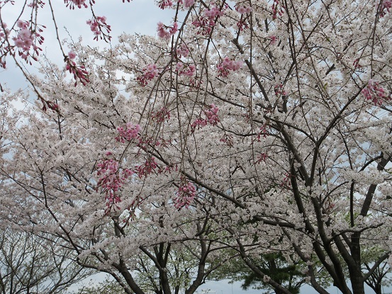 10桜満開　0401