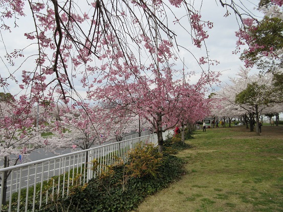 1桜コラボ　0402