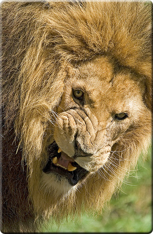 Lion_Anger.jpg