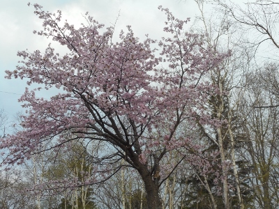 ５月１３日川湯の桜