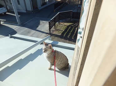 屋根の猫