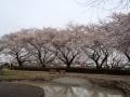 伊佐沼の桜３