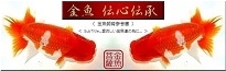 【金魚 伝心伝承】Link-Banner