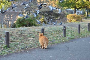 Ai-chan The Cat Stalking Pigeons
