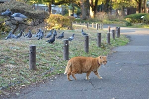 Ai-chan The Cat After Stalking Pigeons