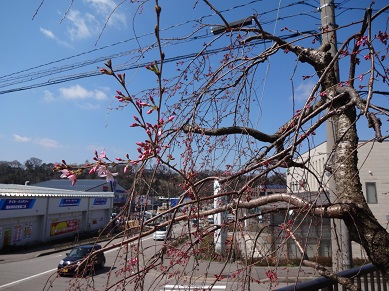 ３１日の公民館ふれあいさ桜です。小さな花も・・・